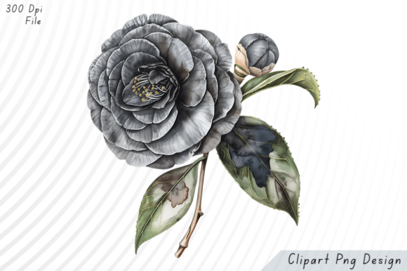 Download Black Camellia Flower PNG Clipart - Flower png Collection