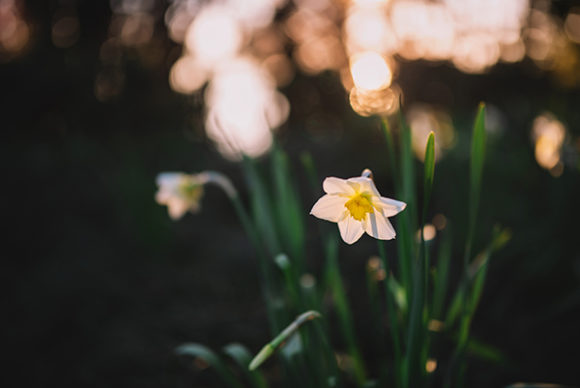 Download Narcissus in the Sunset - Narcissus Collection
